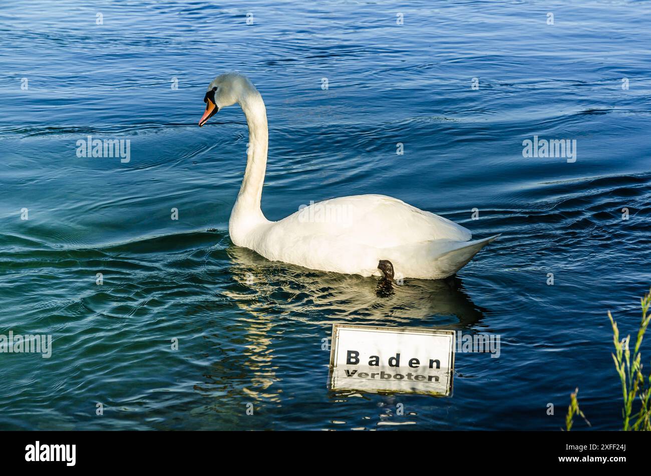 Baden verboten, Eschenz, Bodensee, Kanton Thurgau, Schweiz Stockfoto