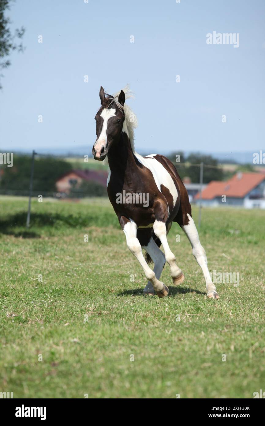 Schönes Pferd, das auf Weide läuft Stockfoto