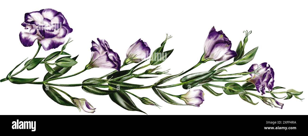 Großer Zweig mit Eustoma- und Lisianthus-Blüten und vielen Knospen. Große Blumen. Weiß und violett. Die Blätter sind grün. Aquarellabbildung Stockfoto