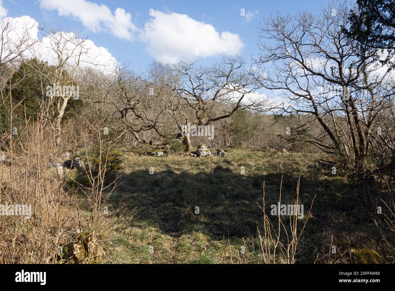 Bäume und Wälder zwischen Kalksteinpflastern Hutton Roof Crags nahe Burton in Kendal Cumbria, heute Westmorland und Furness England Stockfoto