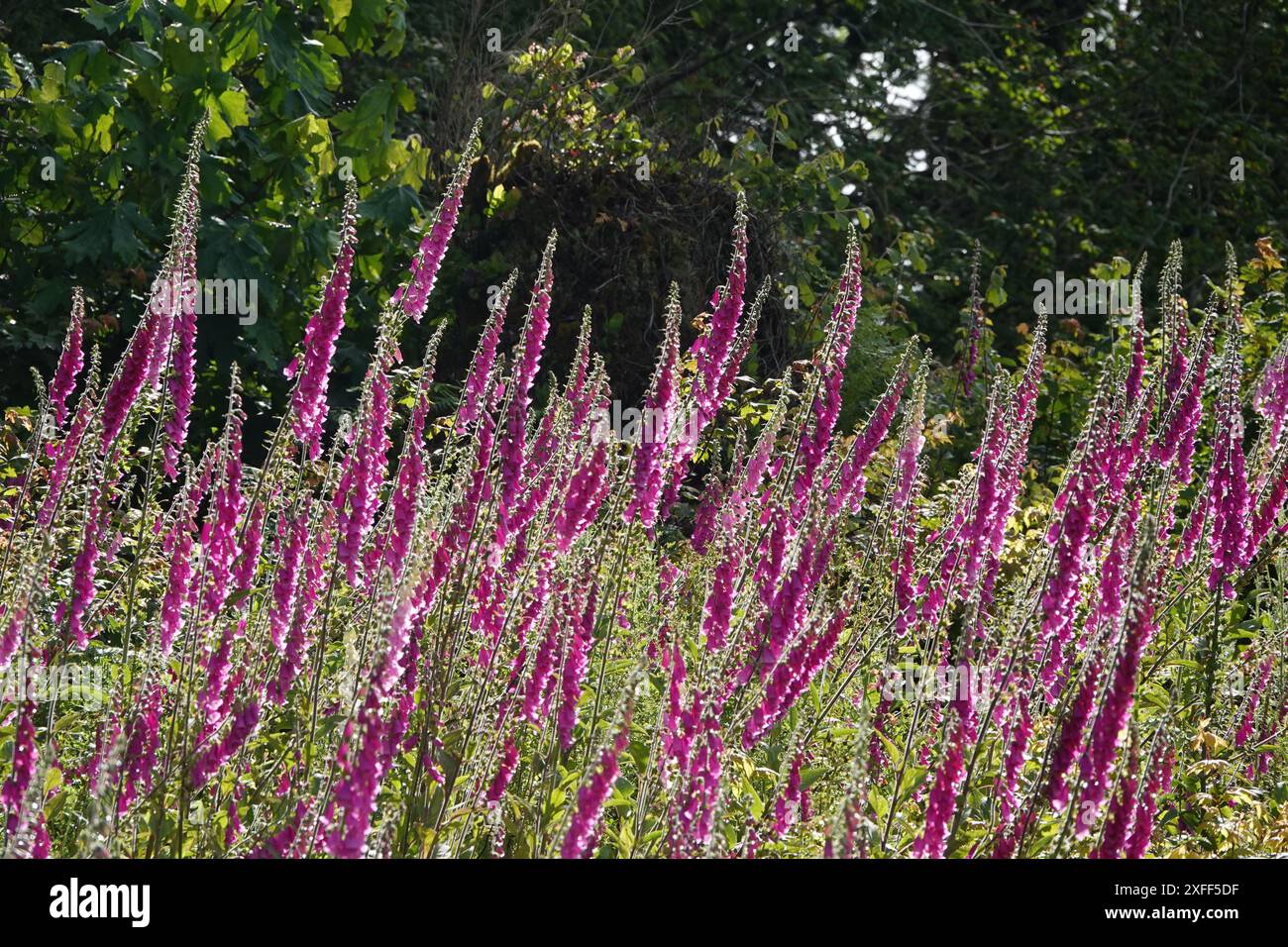 Bank of Foxglove Flowers Stockfoto