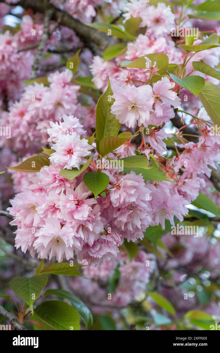 Blühende pinkfarbene Sakura. Frühlingsblumen und -Blätter. Kirschblüte Stockfoto
