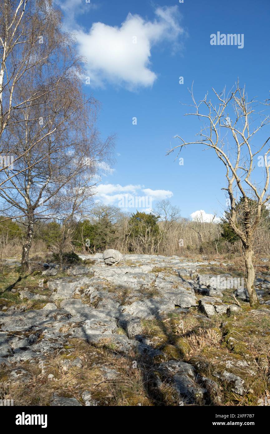 Kalksteinpflaster und gletscherförmiger Felsbrocken Hutton Roof Crags bei Burton in Kendal Cumbria, heute Westmorland und Furness England Stockfoto