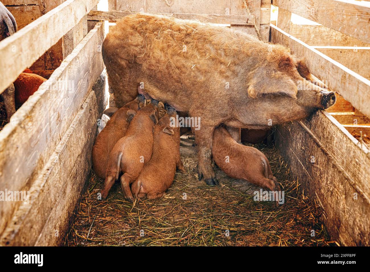 Mangalitsa säen säugende Ferkel im Holzstall auf dem Bauernhof Stockfoto