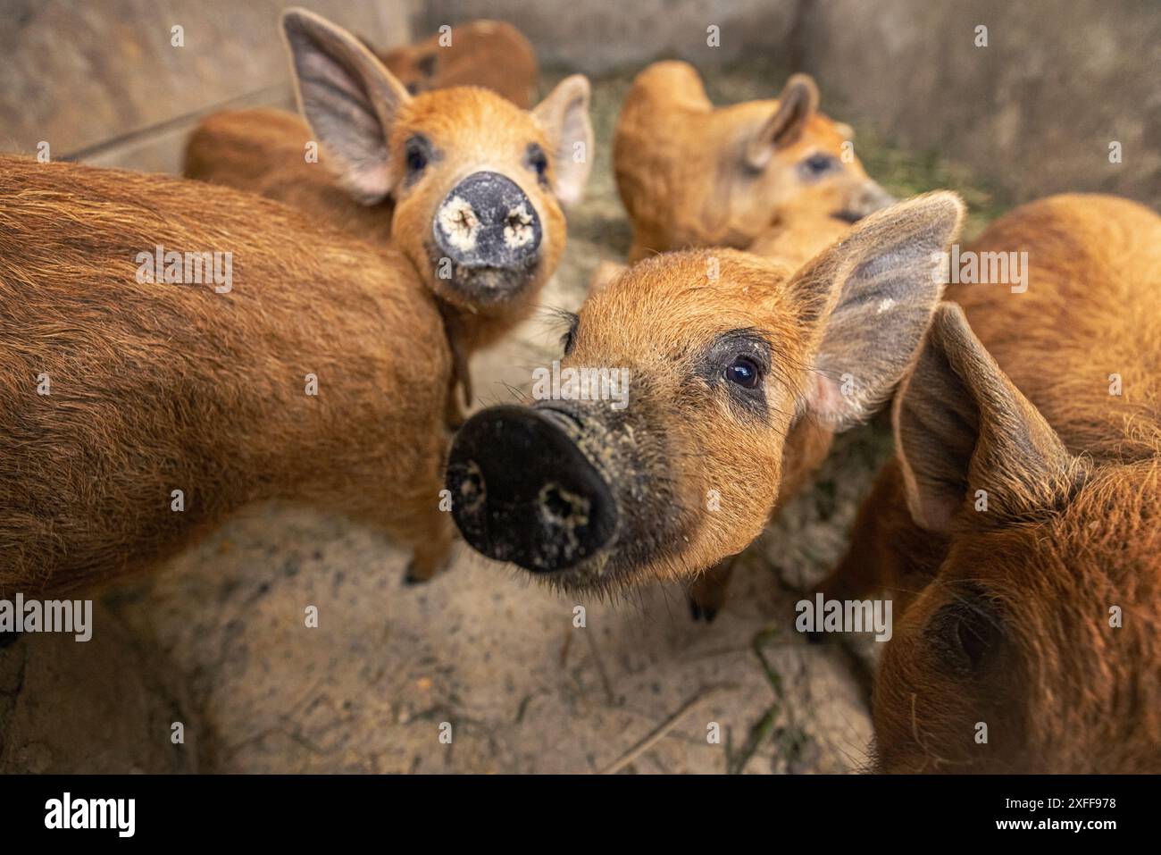 Neugierige Ferkel, die in die Kamera schauen, Nahaufnahme Stockfoto