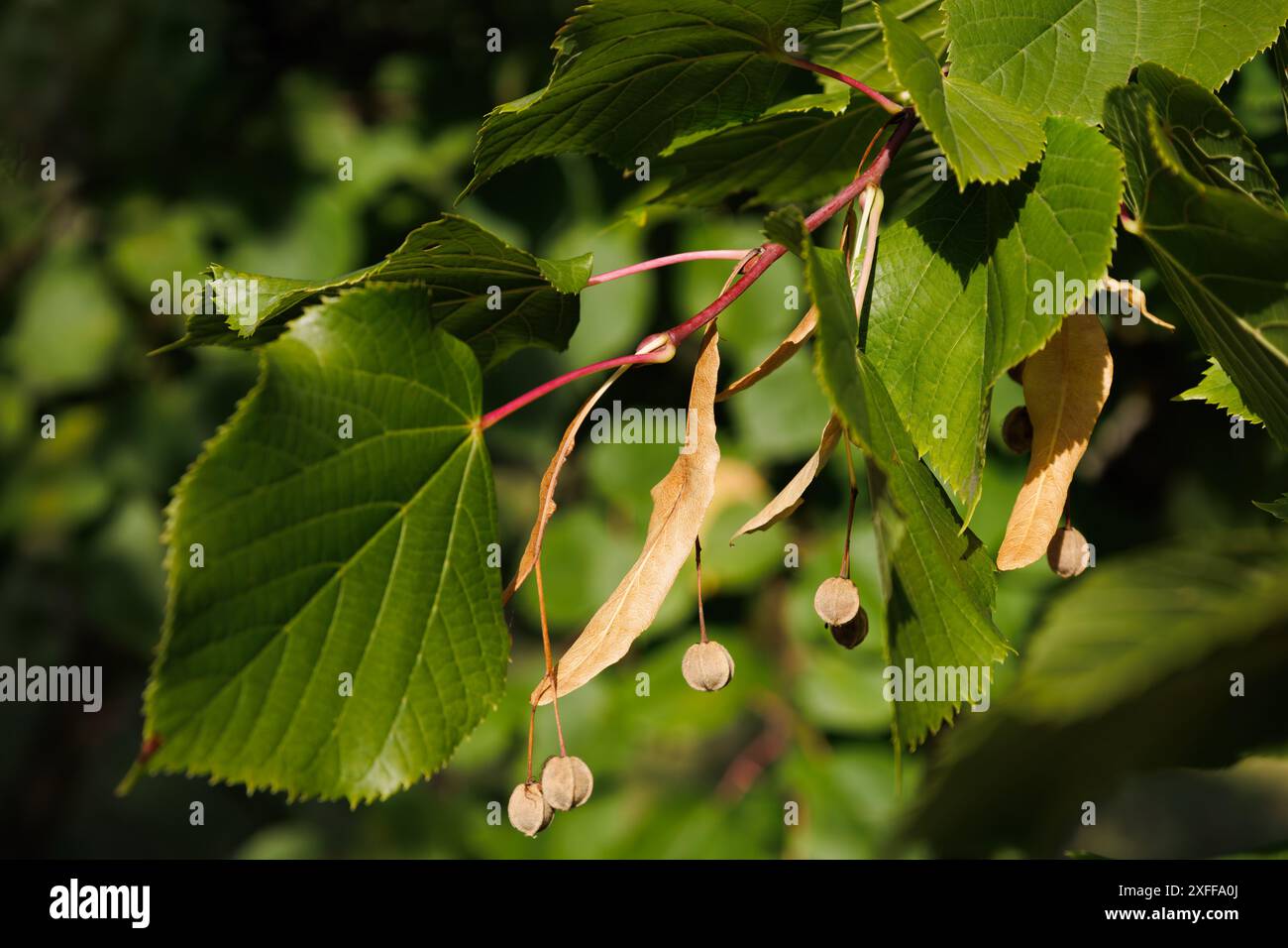 Europäisch oder kordata Tilia. Lindenzweig mit grünen herzförmigen Blättern und trockenen Reifen Früchten im Herbst. Interessantes Naturkonzept für Herbst Stockfoto