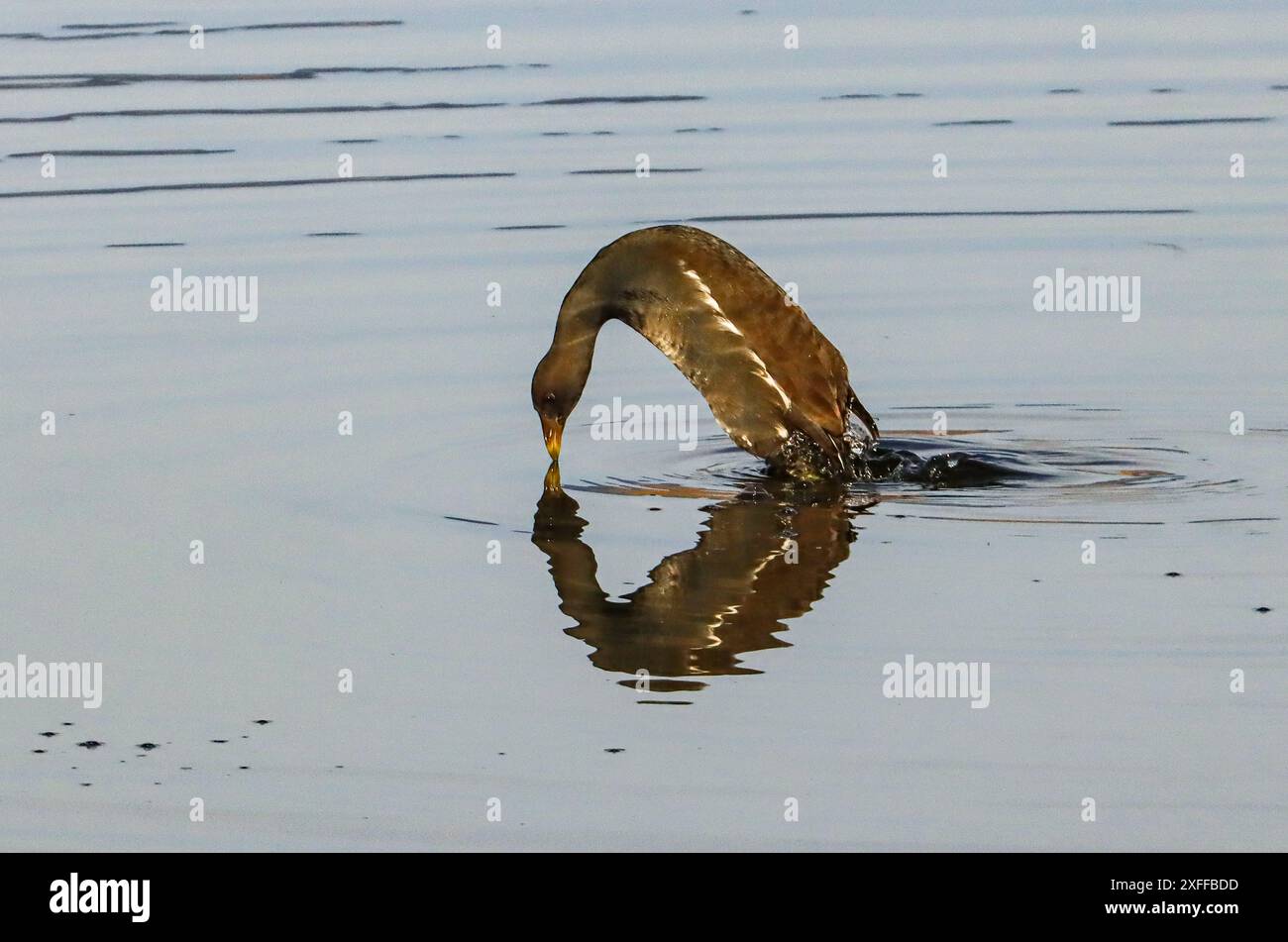 Gemeines Moorhentauchen im See, Neuchâtel See, Schweiz Stockfoto