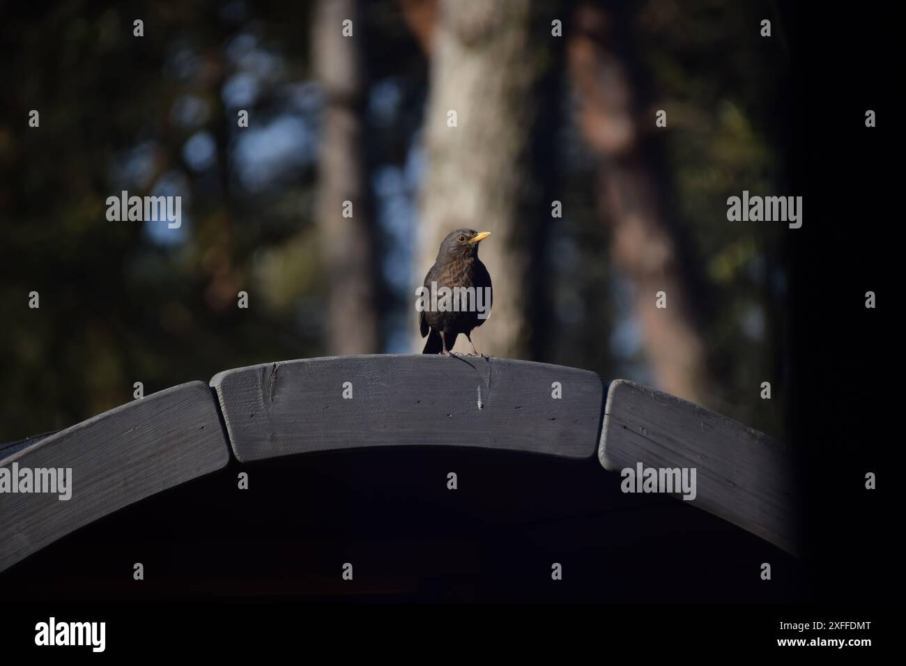 Eine kleine Amsel mit Blick auf den Garten von der Sauna auf dem Campingplatz Berkenrhode in der Veluwe, Niederlande Stockfoto