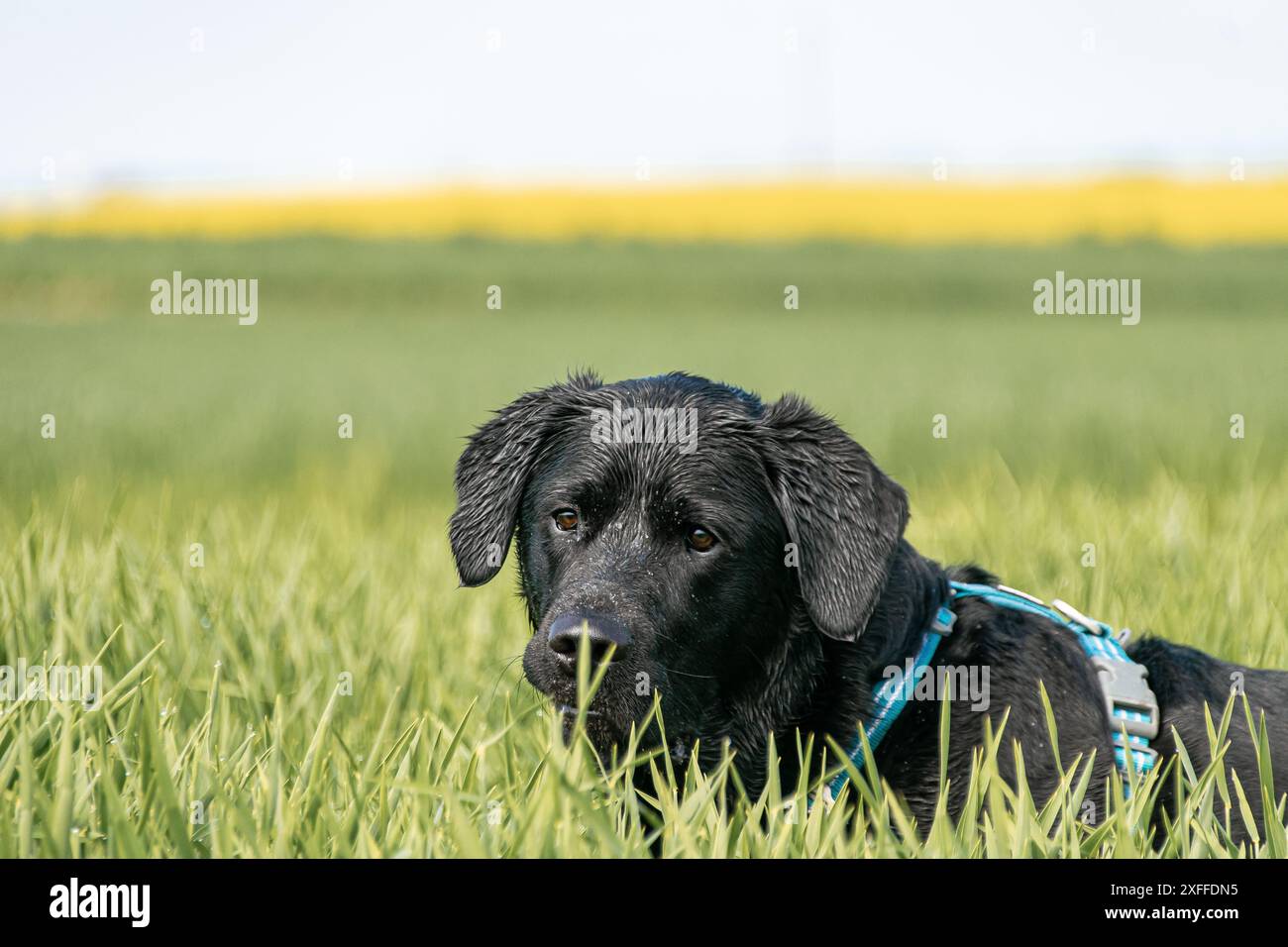 Black Labrador spielt auf den Gras-/Bauernfeldern in Rakican, Slowenien Stockfoto