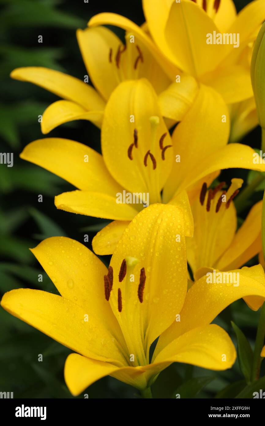 Schöne gelbe Lilienblüten. Sommerblumen aus nächster Nähe Stockfoto