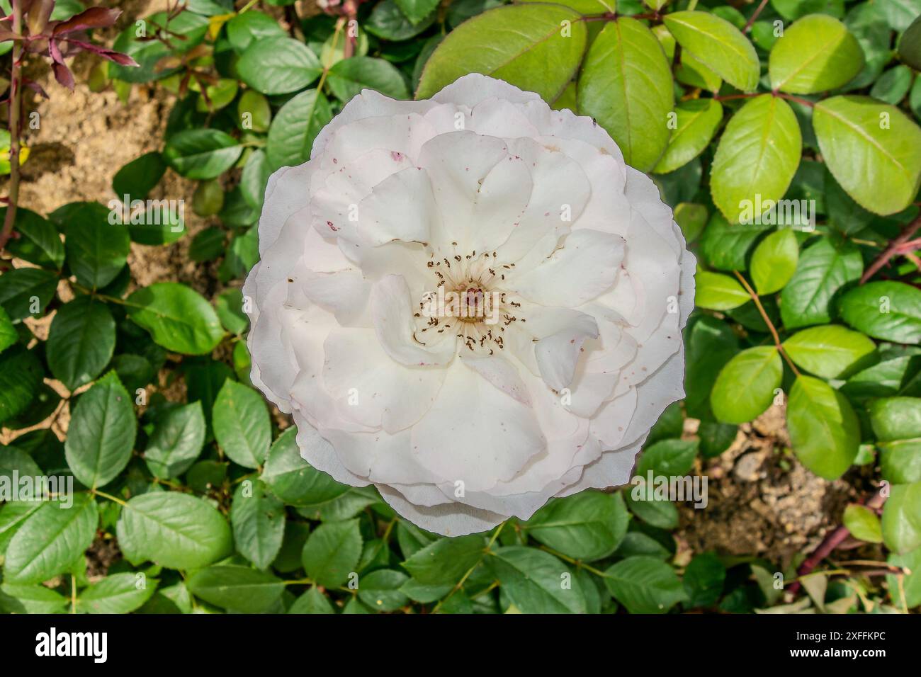 Meise, Belgien, 29. Juni 2024. Weiße Rose im botanischen Garten Meise Stockfoto