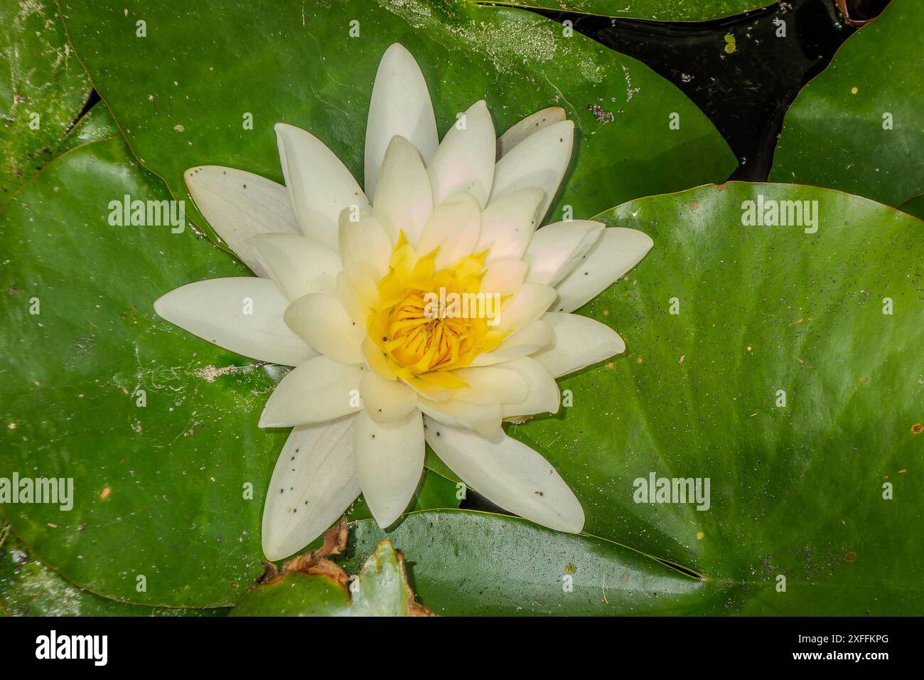 Meise, Belgien, 29. Juni 2024. Weißwasserlilie im botanischen Garten Meise Stockfoto