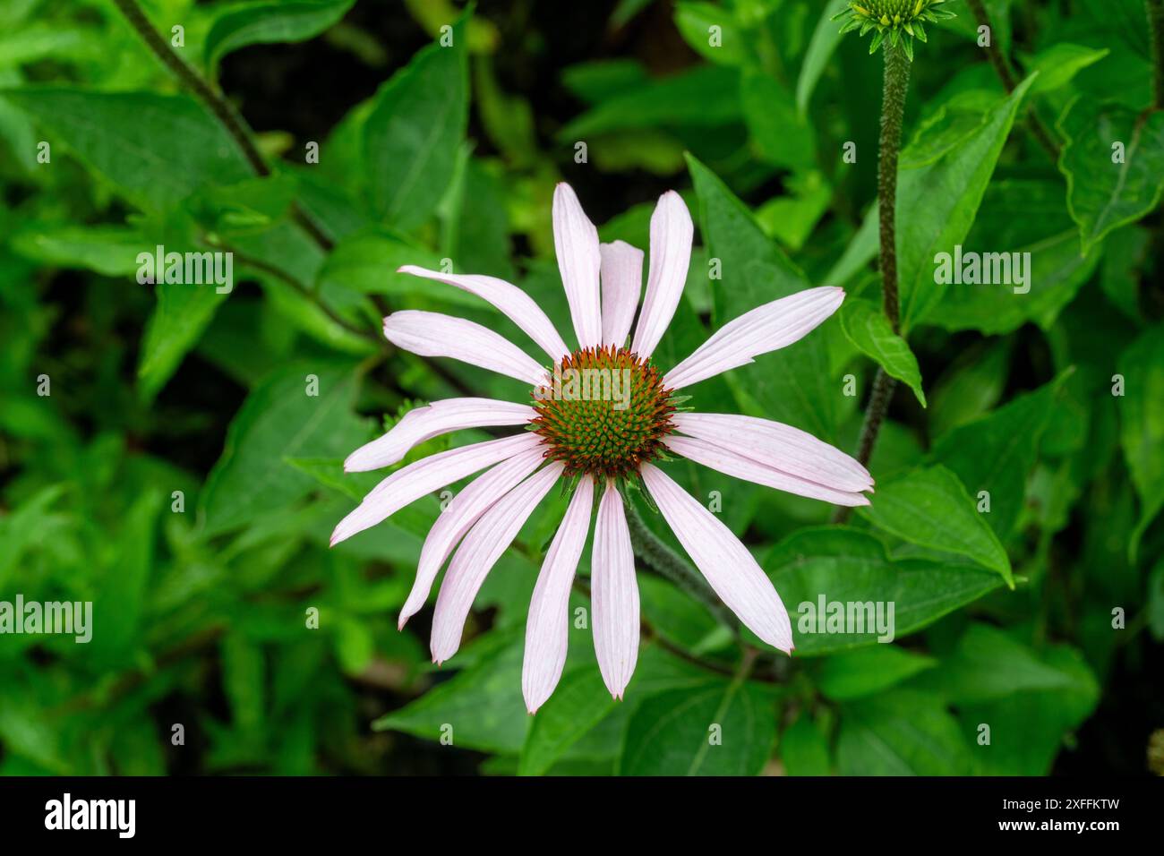 Blassen lila Echinacea (Echinacea Pallida) Stockfoto
