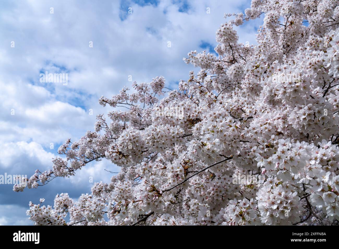 Kirschblüten mit weißen Blüten im Frühling an einem sonnigen Tag. Blauer Himmel mit Wolken Stockfoto