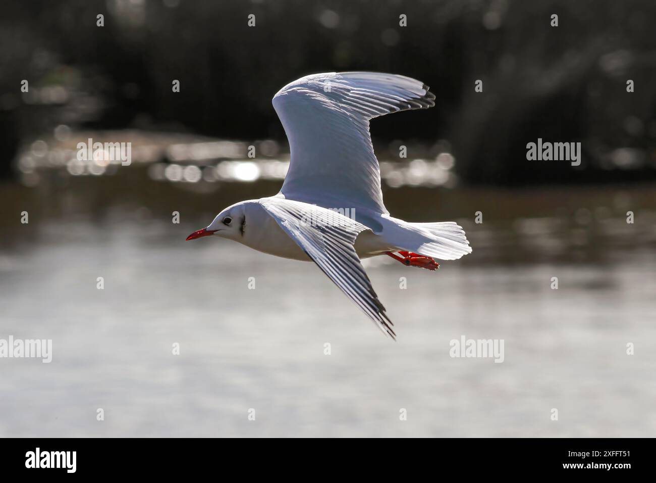 Weiche, hintergrundbeleuchtete Seeschwalbe im Flug über die Grenze des Flusses Douro, nördlich von Portugal. Wunderschönes Licht. Stockfoto