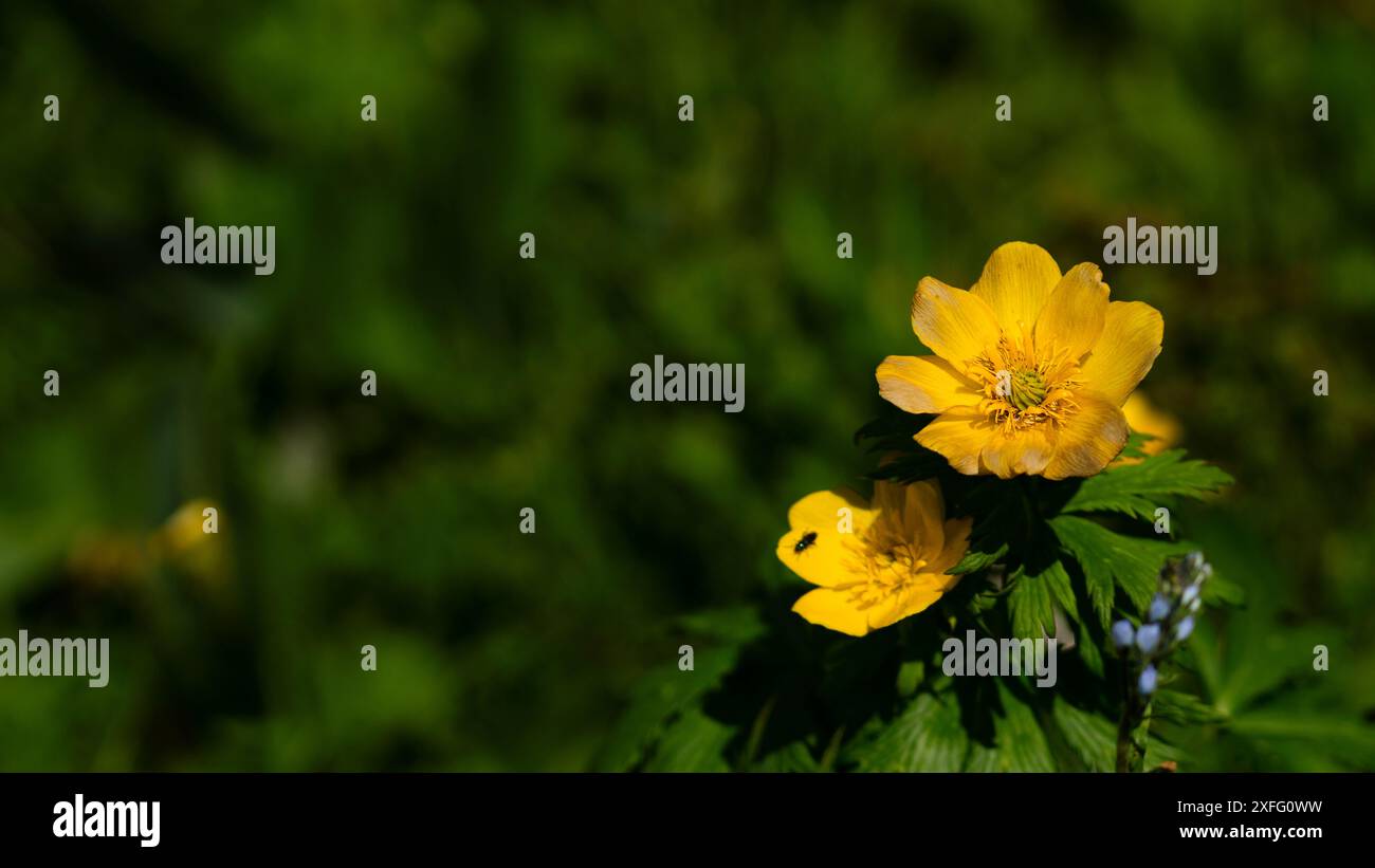 Gelbe Blüten blühen in sattem Grün. Trollius chinensis, der chinesische Globeflower Stockfoto