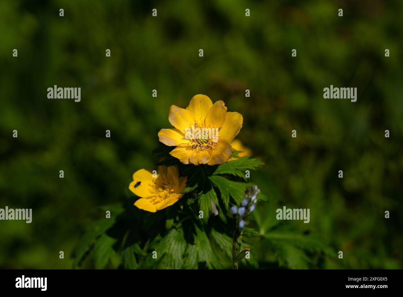 Gelbe Blüten blühen in sattem Grün. Trollius chinensis, der chinesische Globeflower Stockfoto