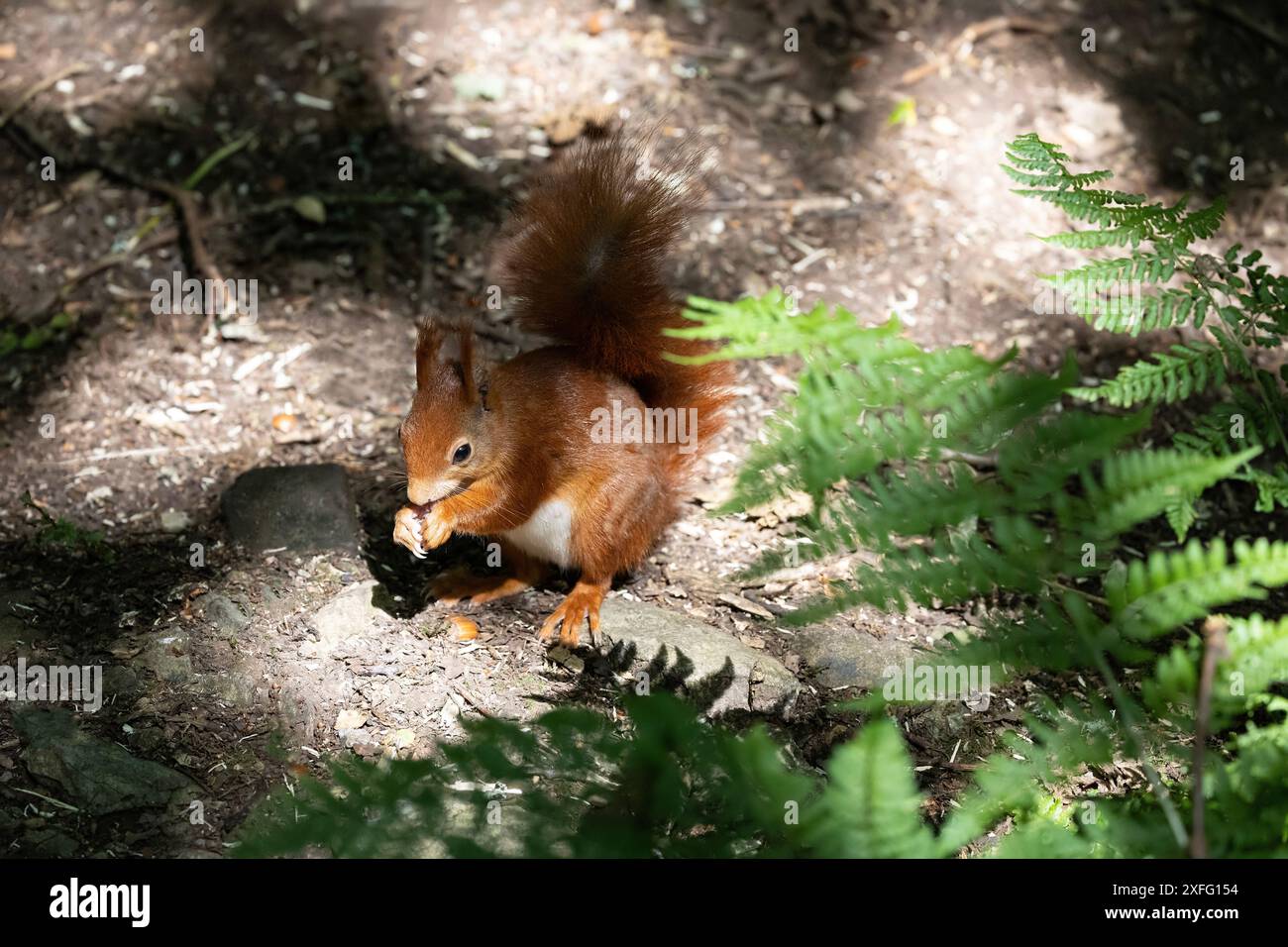 Ein junges rotes Eichhörnchen Sciurus vulgaris auf der Suche nach Haselnüssen auf einem Waldboden im verfleckten Sonnenlicht in Anglesey, Nordwales Stockfoto