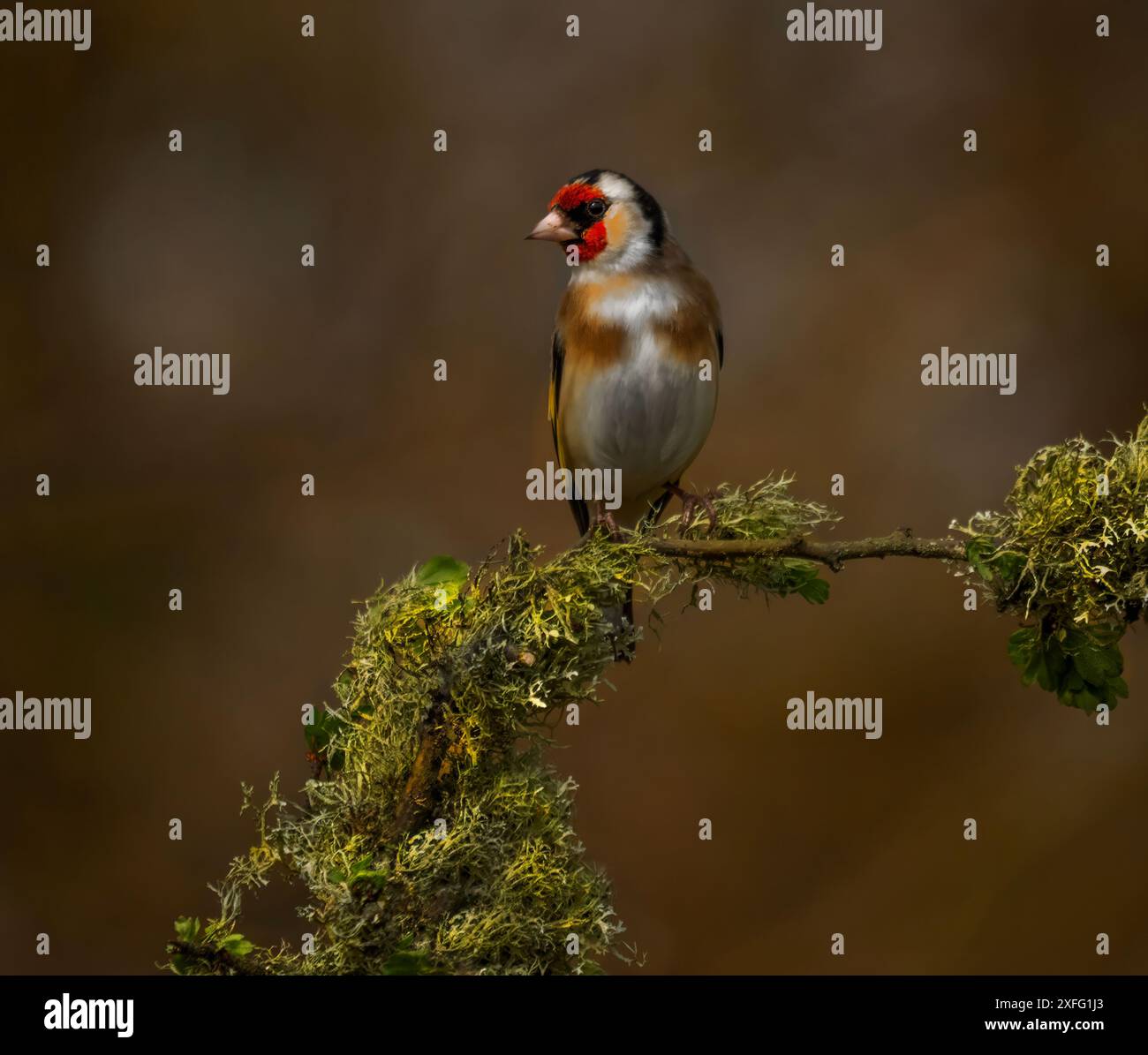 Eurasischer Goldfinch Stockfoto
