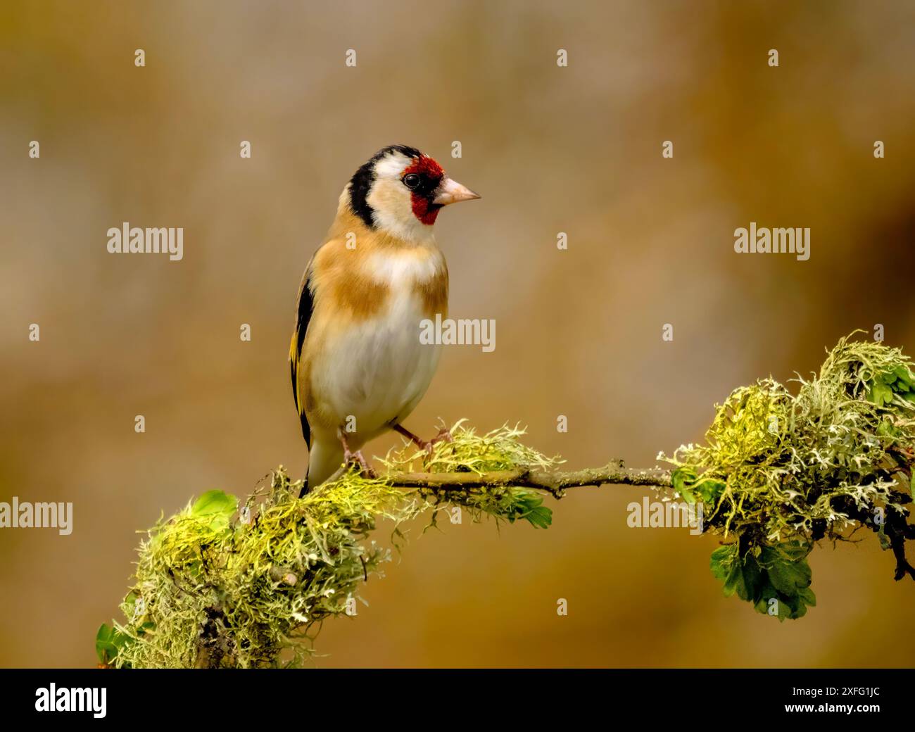 Eurasischer Goldfinch Stockfoto