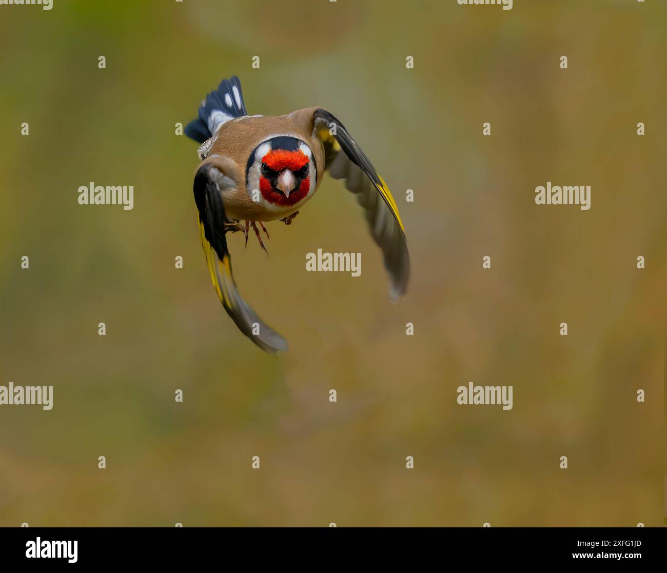 Eurasischer Goldfinch Stockfoto