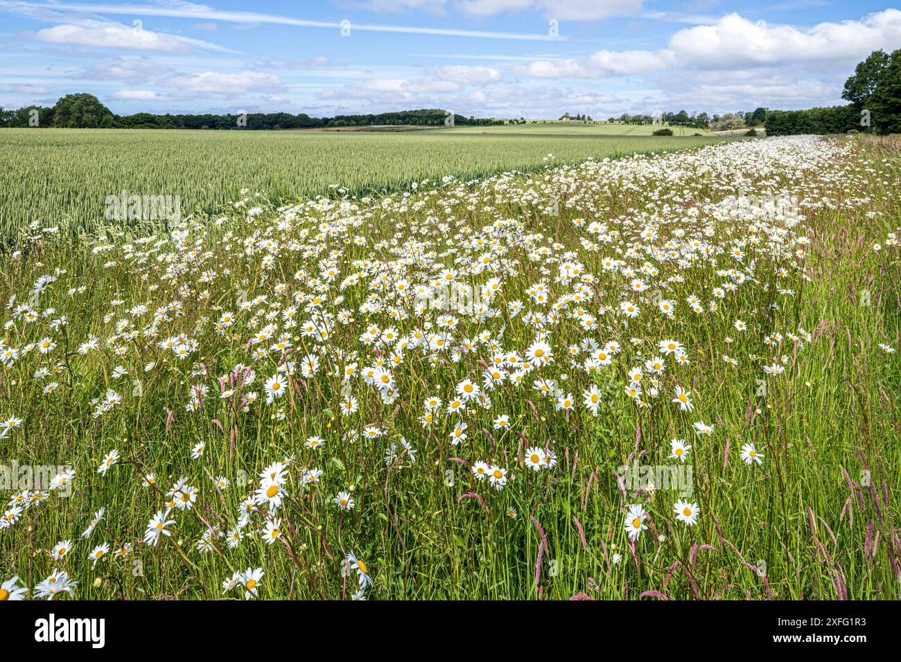 Oxeye Gänseblümchen wachsen an einem Feldrand um eine Weizenernte in der Nähe des Dorfes Hawling in Cotswold, Gloucestershire, England, Vereinigtes Königreich Stockfoto