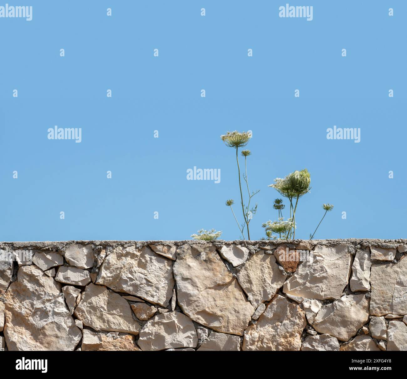 Oberer Abschnitt einer zufälligen Steinbockmauer mit ein paar Pflanzenköpfen und Stangen hinter einem großen Bereich blauen Himmels, Griechenland Stockfoto