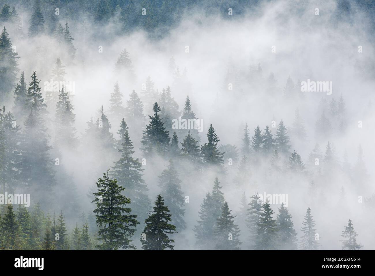 Nebelwald. Fichtenbäume erheben sich über niedrigen Wolken in den Bergen. Natürlicher Hintergrund und atmosphärische Wetterbedingungen mit Nebel Stockfoto