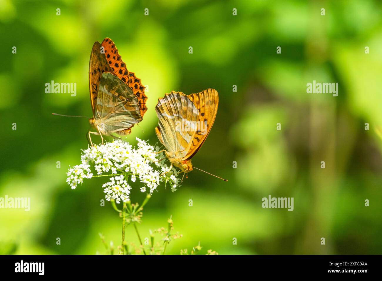 Zwei silbergewaschene fritillarische Schmetterlinge sitzen auf einer weißen Blume Stockfoto