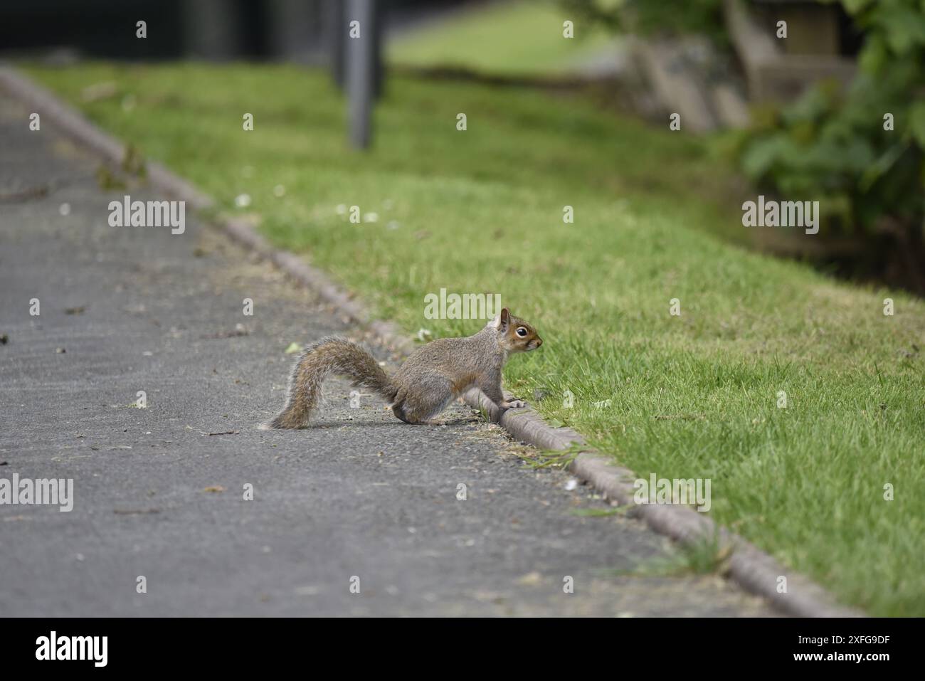 Grauhörnchen (Sciurus carolinensis) im rechten Profil mit Vorderpfoten auf Bordstein und Gras auf der rechten Seite, an einem sonnigen Tag in einem Park in Wales Stockfoto