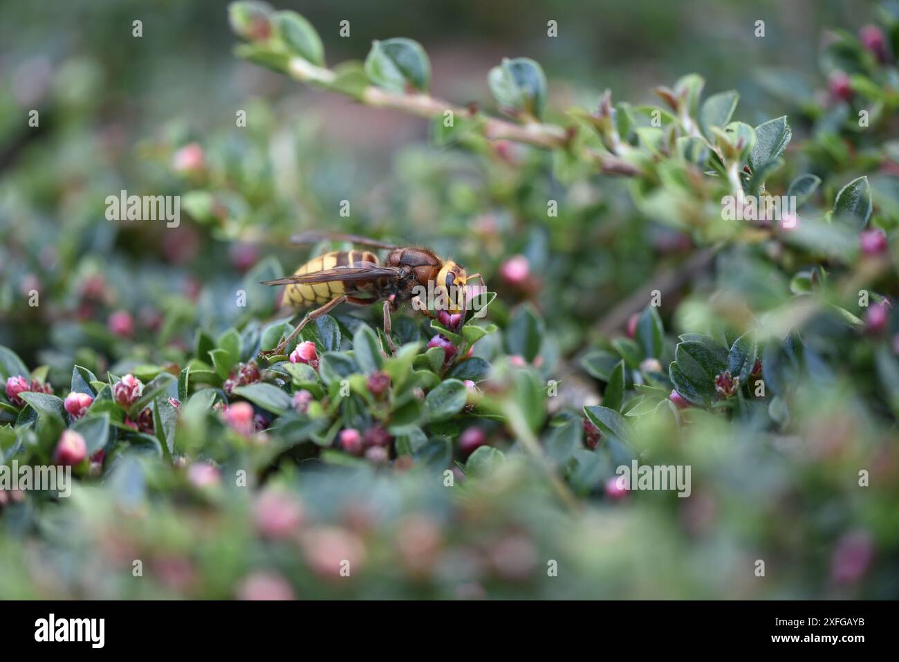 Makrobild einer europäischen Hornet (Vespa crabro) mit Proboscis in Pink Flower on a Bush, aufgenommen an einem sonnigen Tag in Wales, Großbritannien Stockfoto