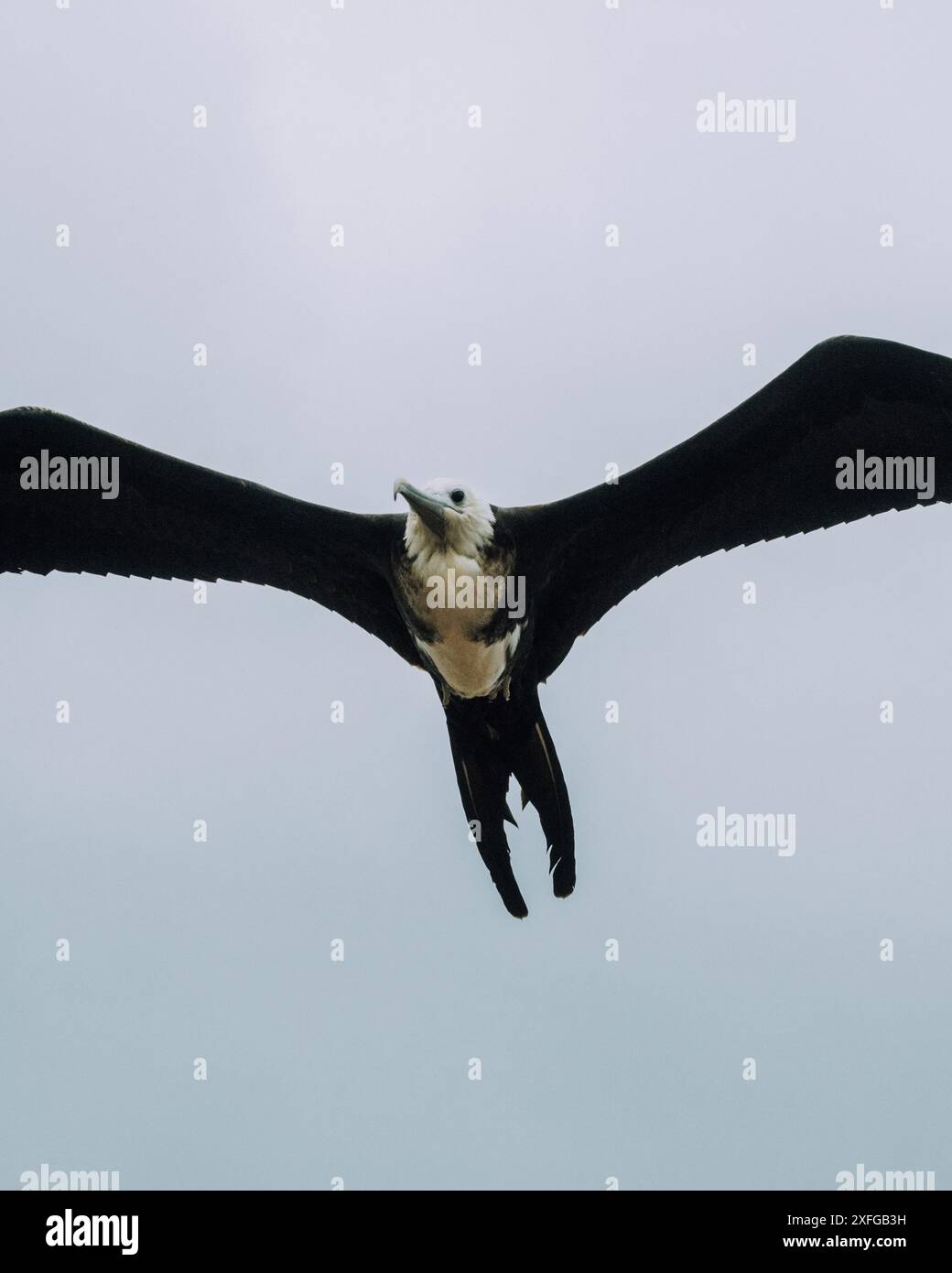 Herrlicher Fregattvogel im Flug in North Seymour Galapagos Stockfoto