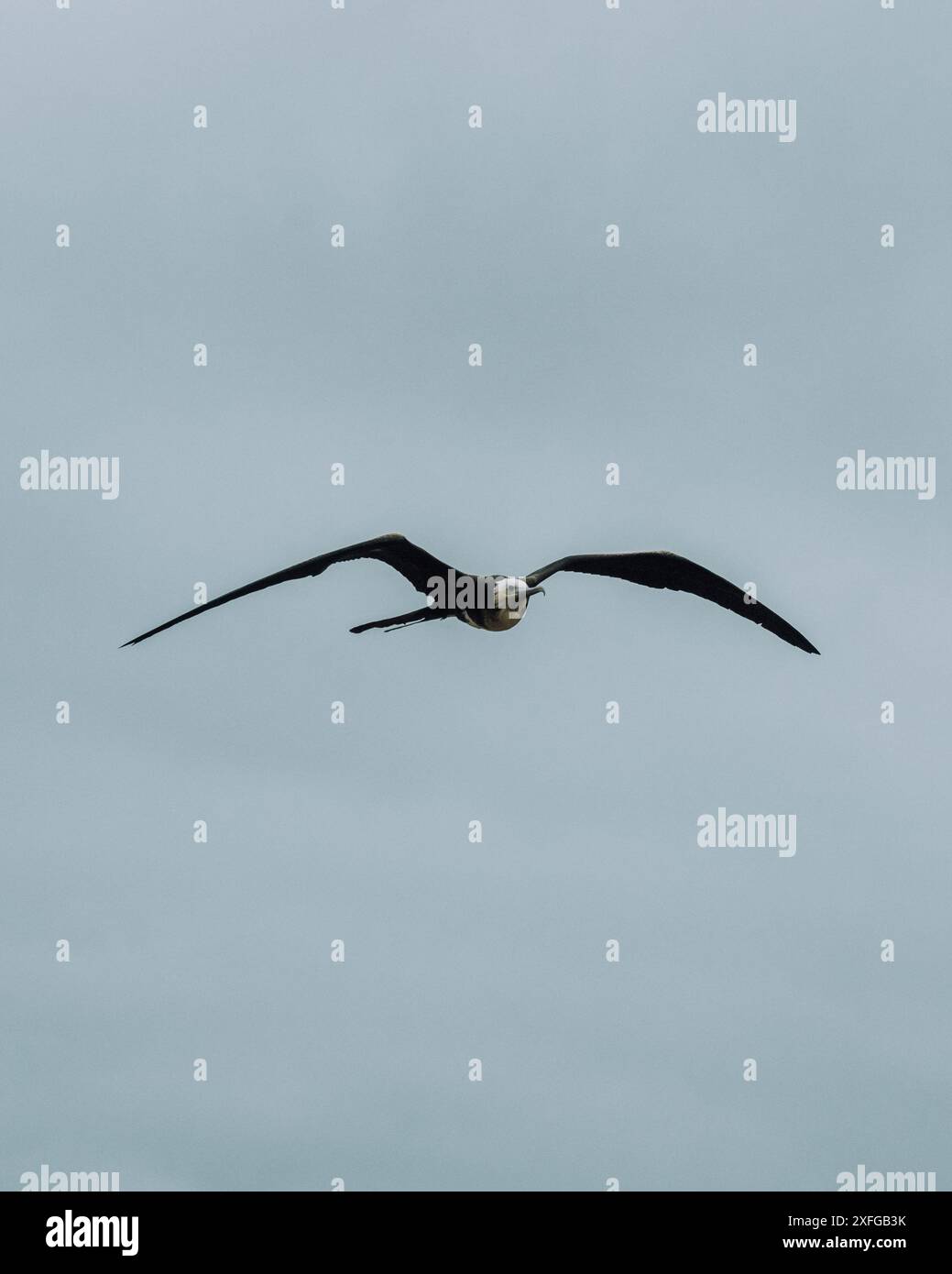 Herrlicher Fregattvogel im Flug in North Seymour Galapagos Stockfoto