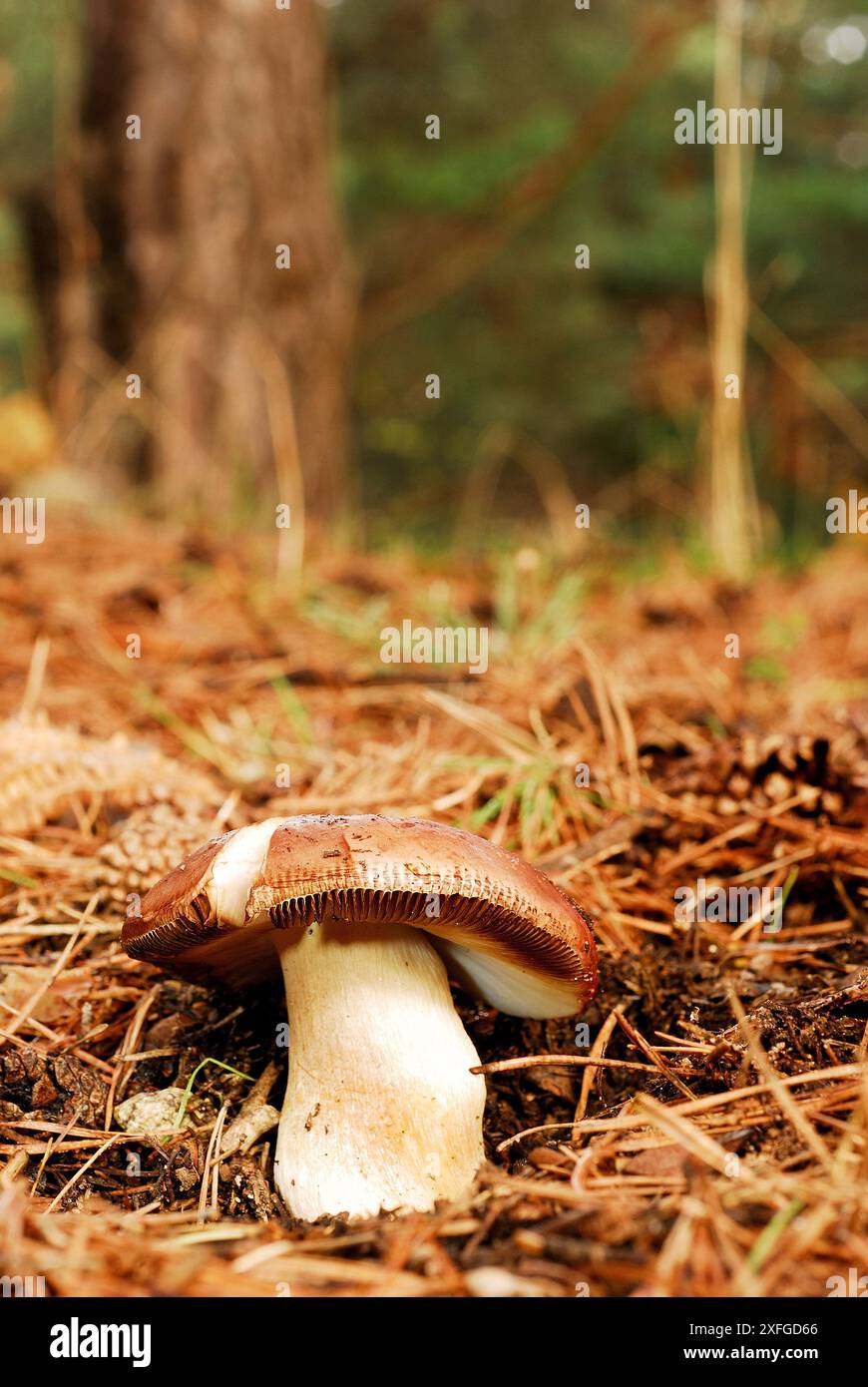 Pilz zwischen Bustarviejo und Canencia, Madrid, Spanien Stockfoto