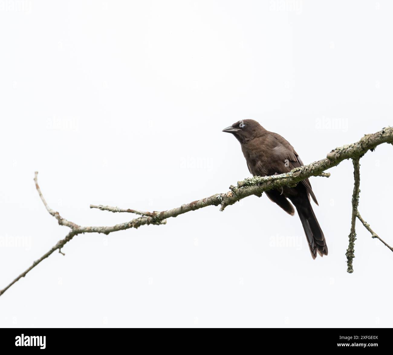 Weiblicher braunköpfiger Kuhvogel isoliert auf einem Zweig mit weißem Hintergrund Stockfoto