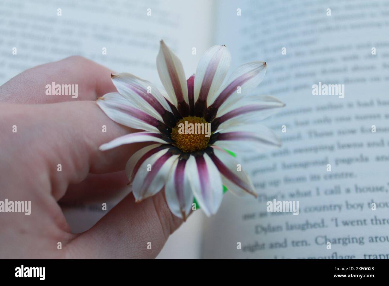 Blume in einem Buch gehalten. Je mehr du liest, desto mehr Dinge wirst du wissen. Je mehr du lernst, desto mehr Orte wirst du gehen. - Dr. Seuss Stockfoto