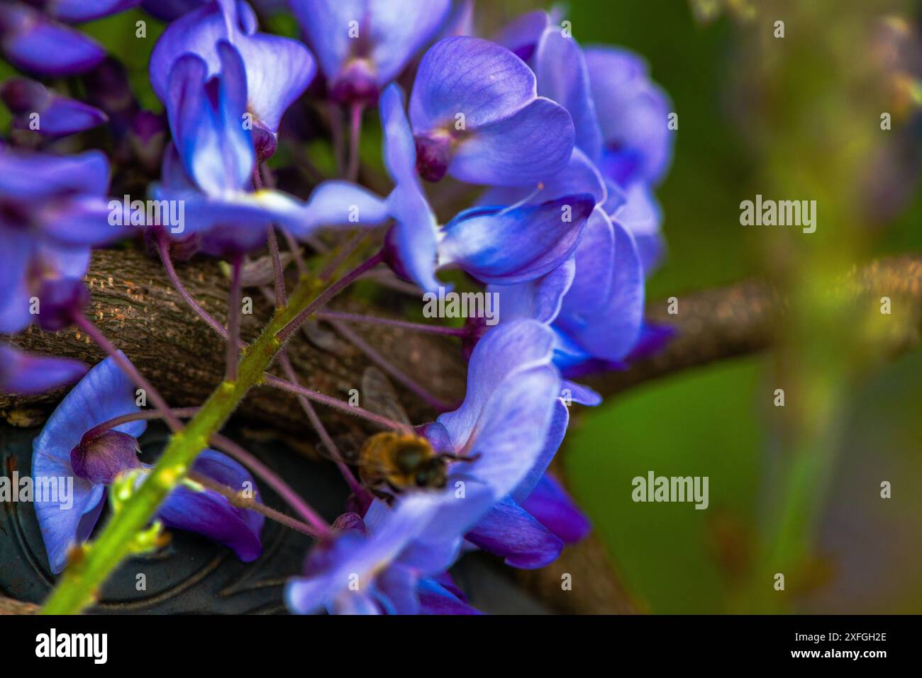 Eine fesselnde Nahaufnahme einer Biene auf einer Wisteria sinensis-Blüte, die die komplizierte Interaktion zwischen Bestäuber und Blüte unterstreicht. Stockfoto