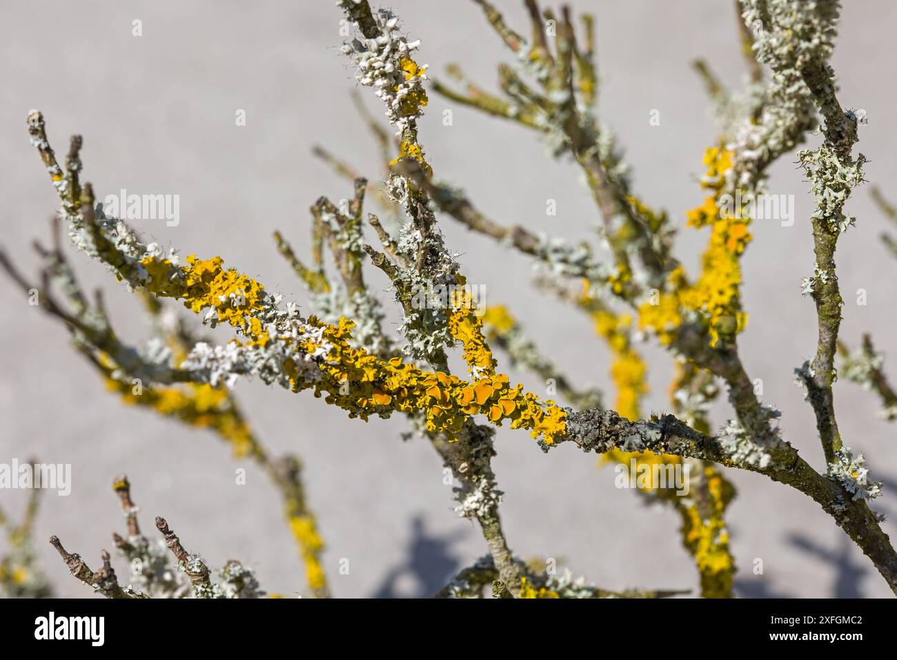 Die gewöhnliche gelbe Flechte auf einem dünnen Ast im Sonnenlicht Stockfoto