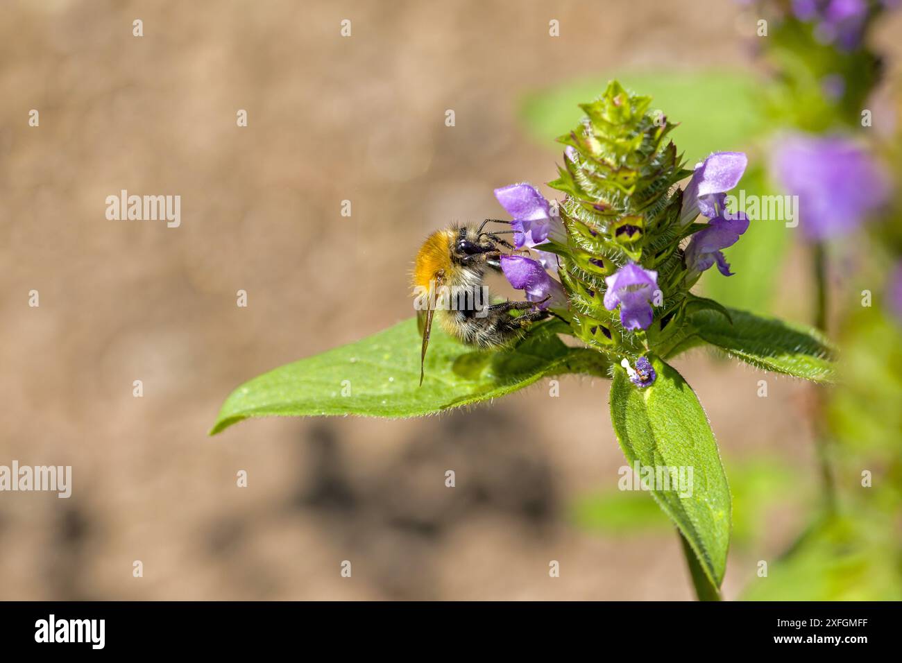 Eine gewöhnliche Carderbiene sucht nach Nektar an der blauen Blüte des Braunkrauts Stockfoto