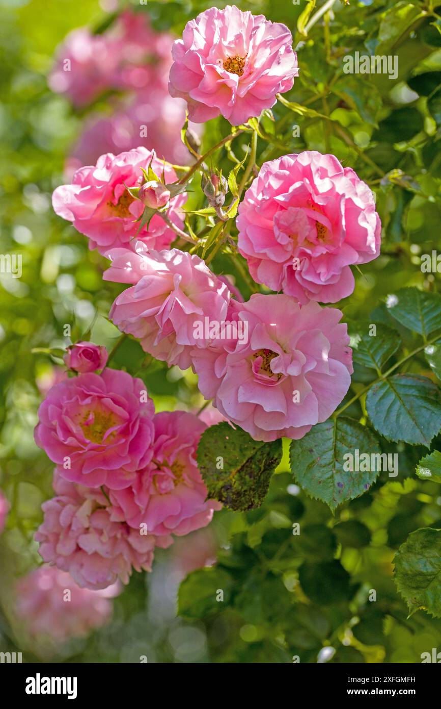 Rosafarbene Kletterrosen in voller Blüte Stockfoto