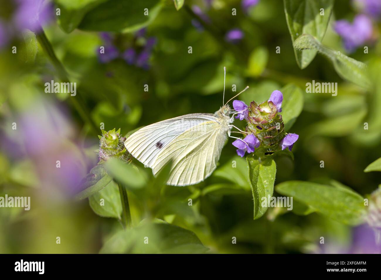 Ein großer weißer Schmetterling mit Kohl auf blauen Locken im Sonnenlicht Stockfoto