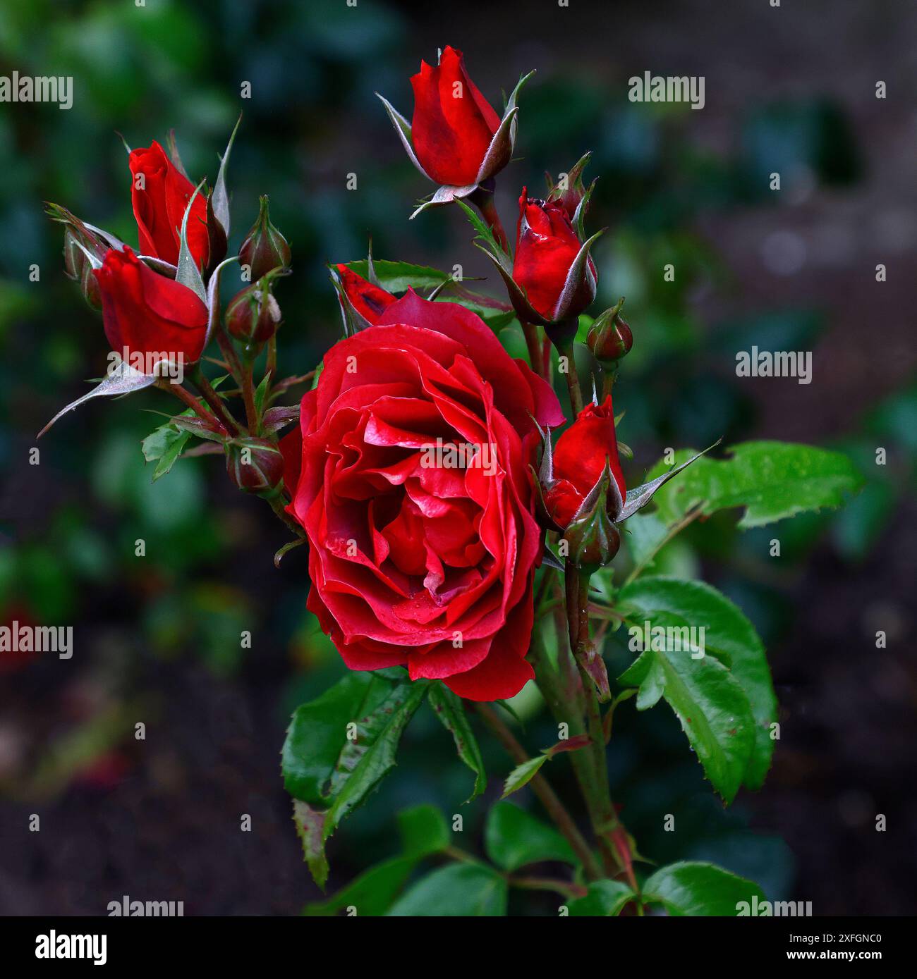 Nahaufnahme der rostigen rot-orange-braunen Blume der wiederholt blühenden floribunda Gartenstrauch Rose rosa heiße Schokolade. Stockfoto