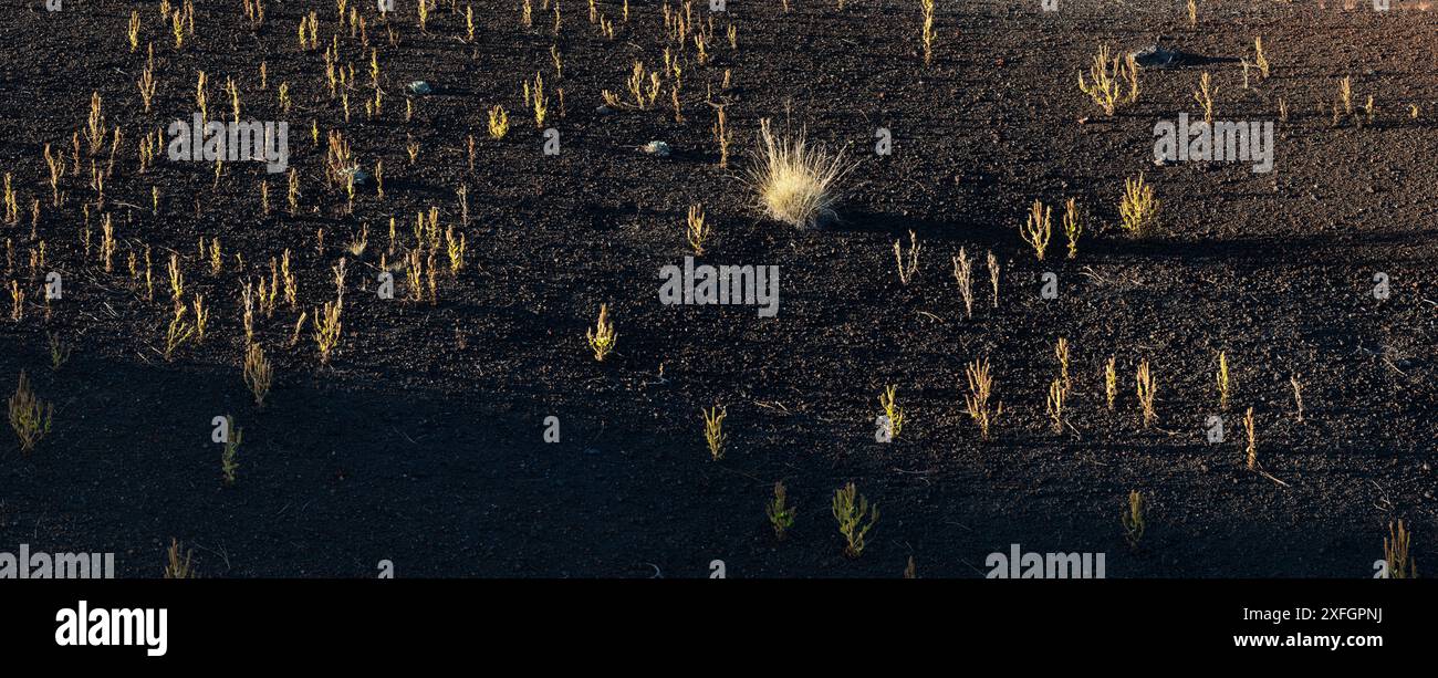 Pflanzen, die in Bonito Lava Flow, Arizona, USA wachsen Stockfoto