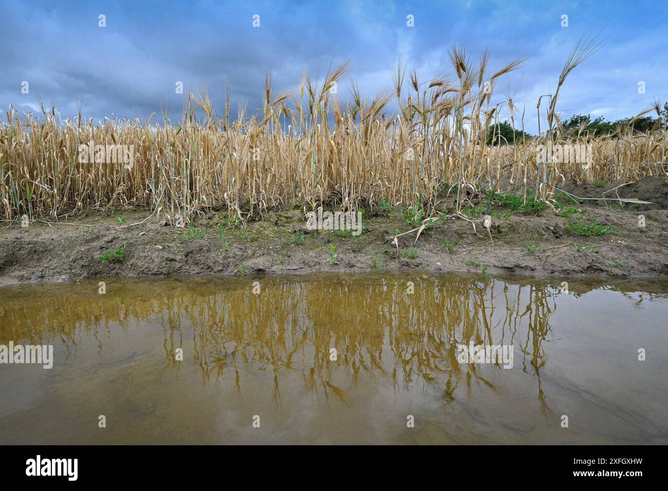 DEU: Felder unter Wasser Rostock, Deutschland. Blick auf ein unter Wasser stehendes Getreidefeld bei Rostock. Die Landwirte haben in Deutschland mit dem vielen Regen zu kämpfen. *** Deu-Felder unter Wasser Rostock, Deutschland Ansicht eines untergetauchten Getreidefeldes bei Rostock Landwirte in Deutschland haben mit den starken Regenfällen zu kämpfen Stockfoto