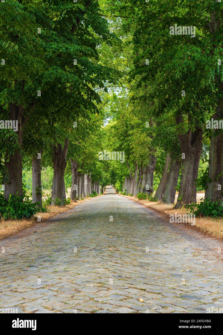 Eine wunderschöne Gasse in einem Stadtpark. Grüne Baumreihen entlang des Weges für Spaziergänger. Schatten an einem sonnigen Tag. Deutschland. Lauta. Stockfoto