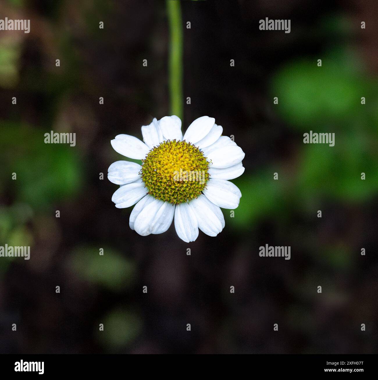 Fieber (Tanacetum parthenium). Traditionelles Heilkraut in der Familie der Gänseblümchen (Asteraceae) Stockfoto