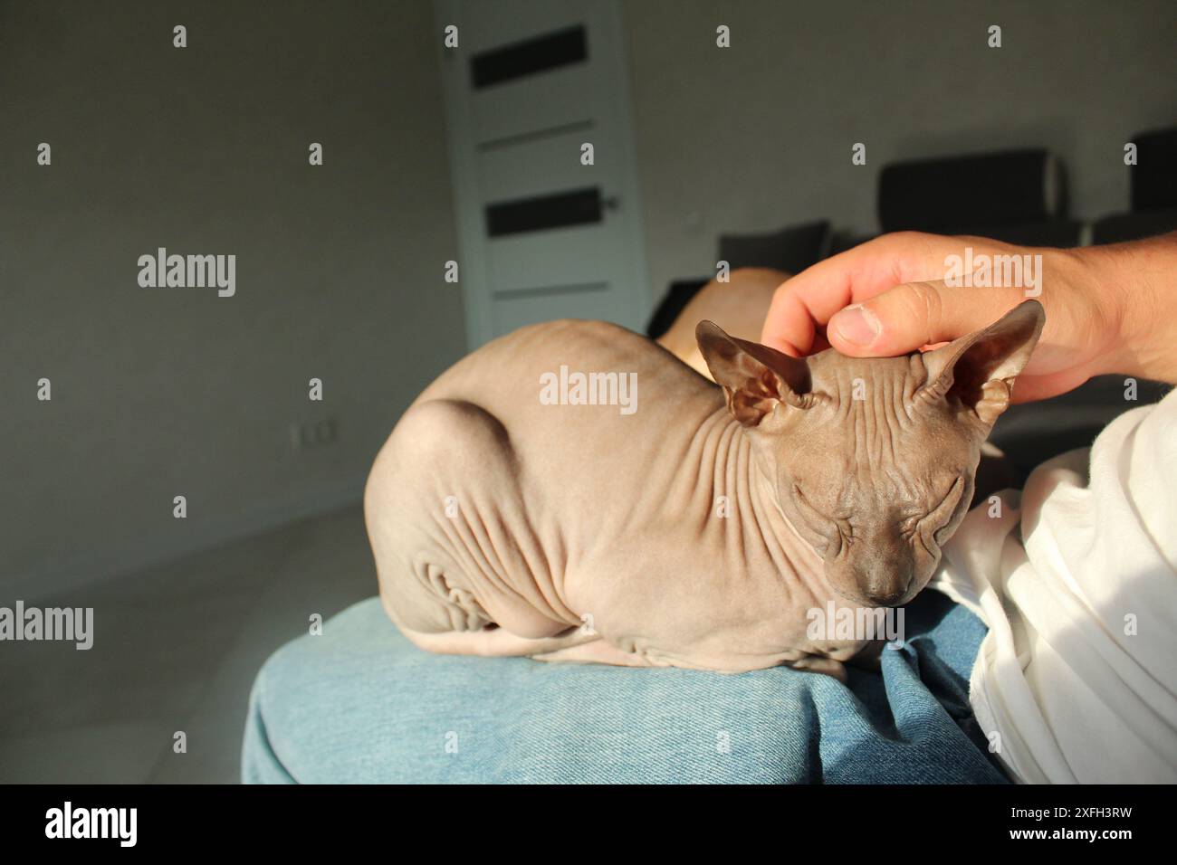 Ein Mann streichelt einer Katze in den Armen. Das Konzept der Manifestation von Zärtlichkeit, Liebe, Tierpflege. Stockfoto