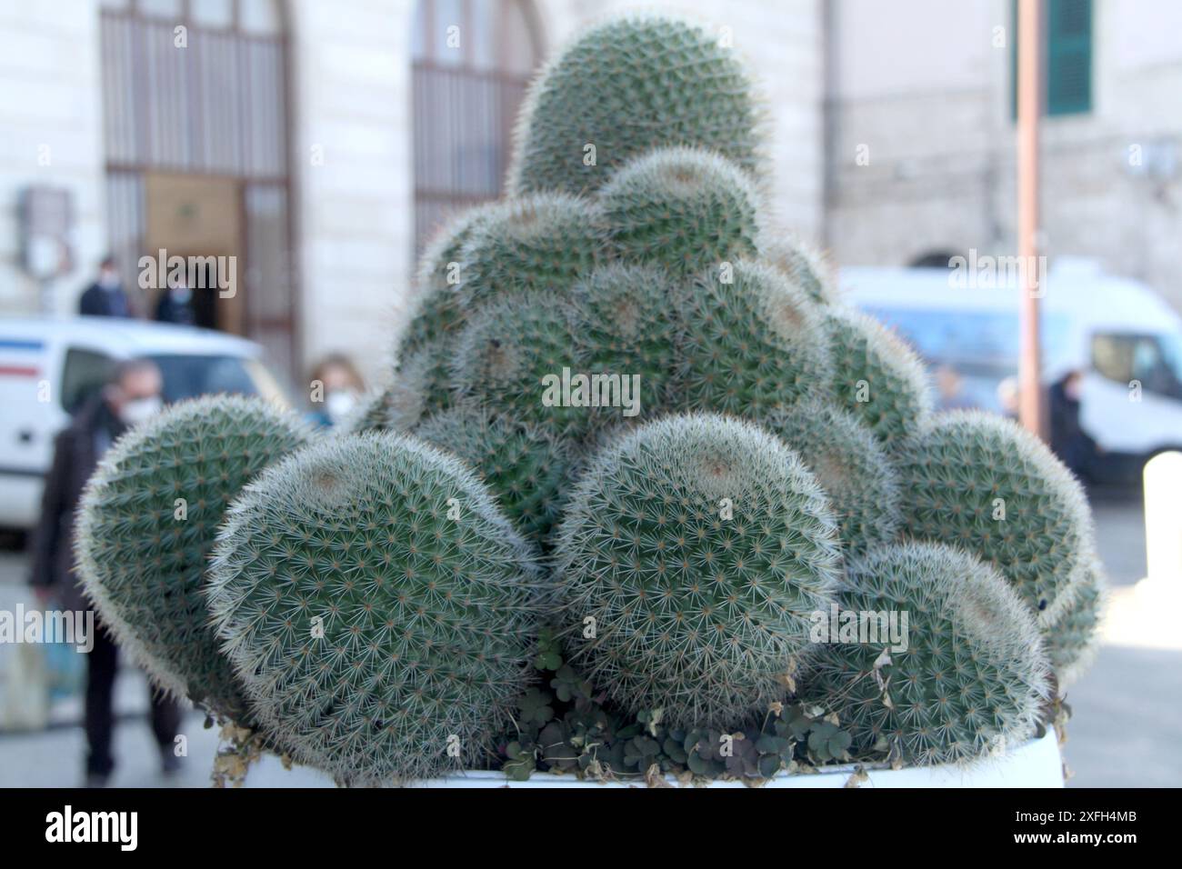 Zierkaktus im großen Topf auf den Straßen von Molfetta, Italien Stockfoto