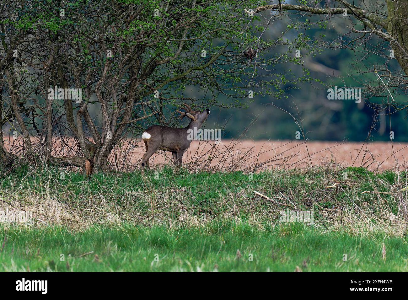 Reh (Capreolus capreolus), erwachsener Buck-Duft markiert das Gebiet auf dem Baum. Stockfoto
