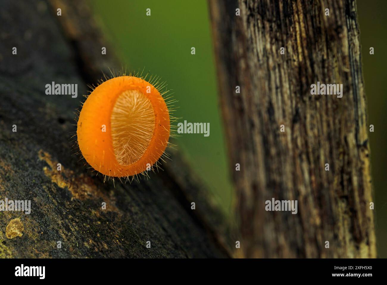 Erstaunliche Wimpern-Pixie-Cup-Pilze in einem Regenwald in Costa Rica Stockfoto